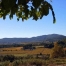 Vinyes desde Santa Maria de Foix, Tardor 2010