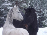 Oferim rutes a cavall per l'entorn
