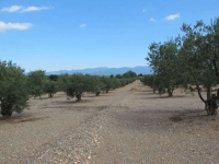 Oliveres a l'entorn de la casa