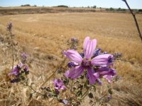 entorn de la casa