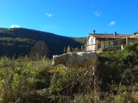 Les vaques pasturant a tocar de la casa