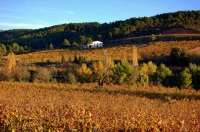 Vinyes de Tardor, arbres de ribera i masia i bosc a Santa Maria de Foix, el Penedes, Barcelona