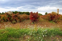 Vinyes de Tardor, castell de la Bleda i Torre de l'Aigua, el Penedes.