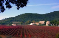 Aiguaviva, Baix Penedes. Vinyes vermelles tot un espectacle per disfrutar.