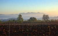 Vinyes de Primavera, vista desde la carrerada d'Avinyonet, el Penedes.