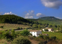 Ramat d'ovelles pasturant i vinyes en temps de verema, Santa Maria de Foix, el Penedes.