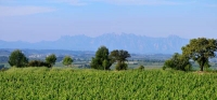 Vista de Montserrat des de la part alta de Can Bitxac