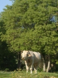 Una vaca pasturant a l'entorn de la casa