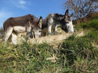 Rucs passejant pels voltants de la casa