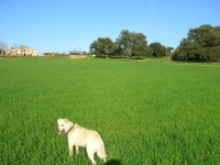 'La Perla' ens mostra els camps de blat al pujol de La Pahissa.