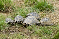 Tortuga mediterrnea