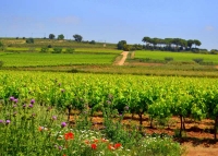 Vinyes del Penedes, Primavera.