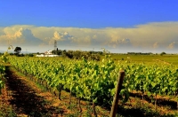 Vinyes de les Cabanyes , el Penedes