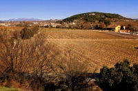 Vinyes de Pacs del Penedes.