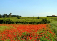 Camp de roselles i vinyes.