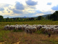 Ramat d'ovelles pasturant a la Bleda.