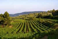 Vinyes del Penedes i castell de Sant Mart Sarroca.