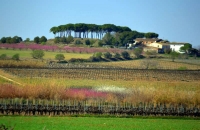 Paisatge de Primavera, el Penedes.