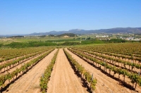 Primavera a les vinyes del Penedes.