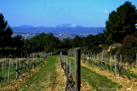 Vinyes del Penedes, Montmell al cap de vall.
