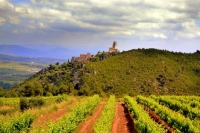 Castell de Subirats i vinyes.