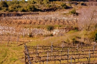 Vinyes i marges de pedra Seca, el Pago.