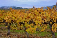 Tonalitats de Tardor a les vinyes del Penedes amb el castell de Sant Mart Sarroca de fons.