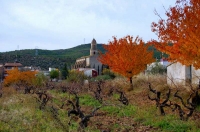Campanar de Sant Genis, ceps i cirerers.