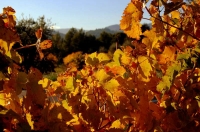 Ocres daurats a la vinya, Tardor 2010