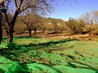 Collint ametlles a les Planes, Torrelles.