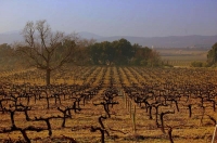 Vinyes de la Berna.