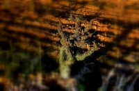 Cep i vinya llaurada, ombres de la tarde.