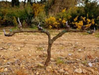 Cep de Macabeu, al seu darrera una argilaga i un roman florits.