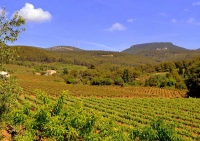 Paisatge Penedes 100 X 100.