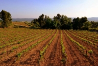 Vinyes i feixes del Penedes.
