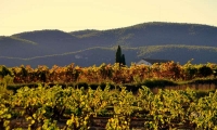 Els colors de la Tardor a les vinyes.