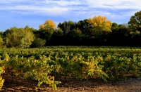 Vinyes i arbres de ribera, tardor al Penedes.