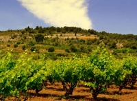 Vinyes de Vilafranca i muntanya de Sant Pau.