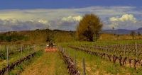 Fressant la vinya, 