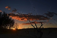 Posta de Sol  a les vinyes de Vilafranca del Penedes.