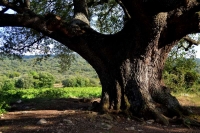 Roure monumental d'Ancosa.