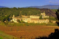 Monestir de Santes Creus, envoltat de vinyes.