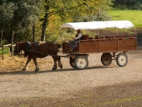 La Fageda d'en Jord i la tpica passejada en burro.