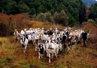 aa de Rasquera, la Cabra Blanca de Rasquera, o Cabra Blanca tal com s coneguda entre els pastors, s la nica raa autctona de cabres de Catalunya i es localitza a les comarques conegudes com les Terres de l'Ebre (Ribera d'Ebre, Baix Camp, Terra Alta i Baix Ebre). R