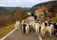 Ramat de cabres de raa Rasquera, (autoctona catalana)