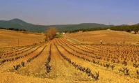 El Montagut, Sant Jaume i vinyes de Bonany.