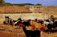 Cabres del Montmell, la seva funci s netejar el sotabosc.