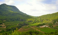 Vinyes a la Vall de Sant Marc, la Juncosa del Montmell.