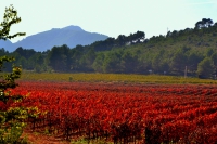 Vinyes vermelles d'Aiguaviva, Garnatxa tintorera.