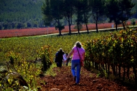 Passejada per les vinyes de Tardor d'Aiguaviva.